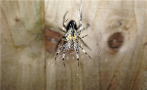 Spy App Without Icloud