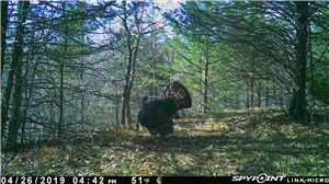 Spy App From Android to Iphone