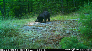 Download Best Spy App for Android